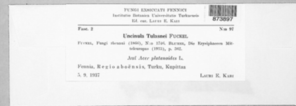 Sawadaea tulasnei image